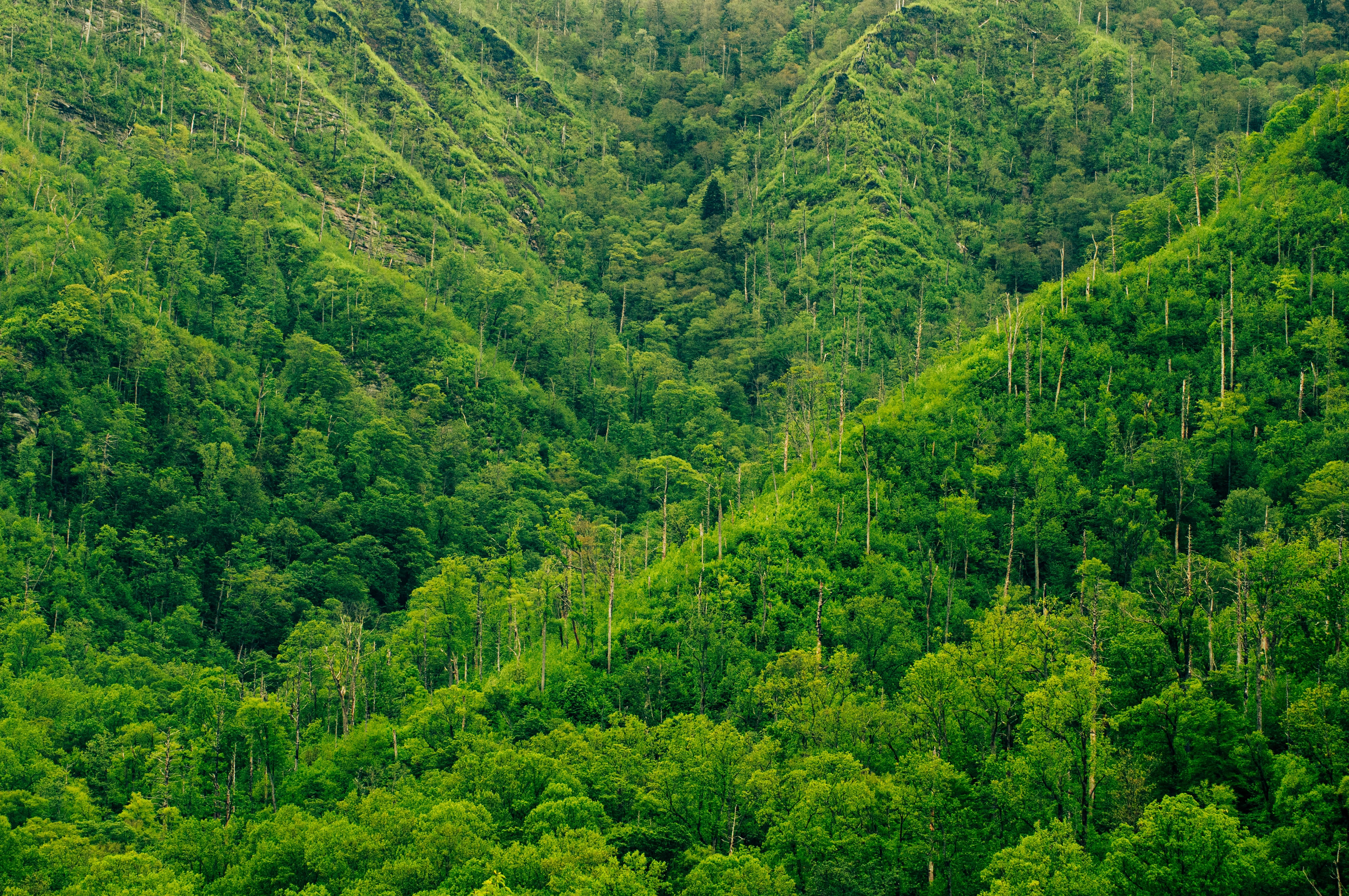 Lush green mountainside covered in trees