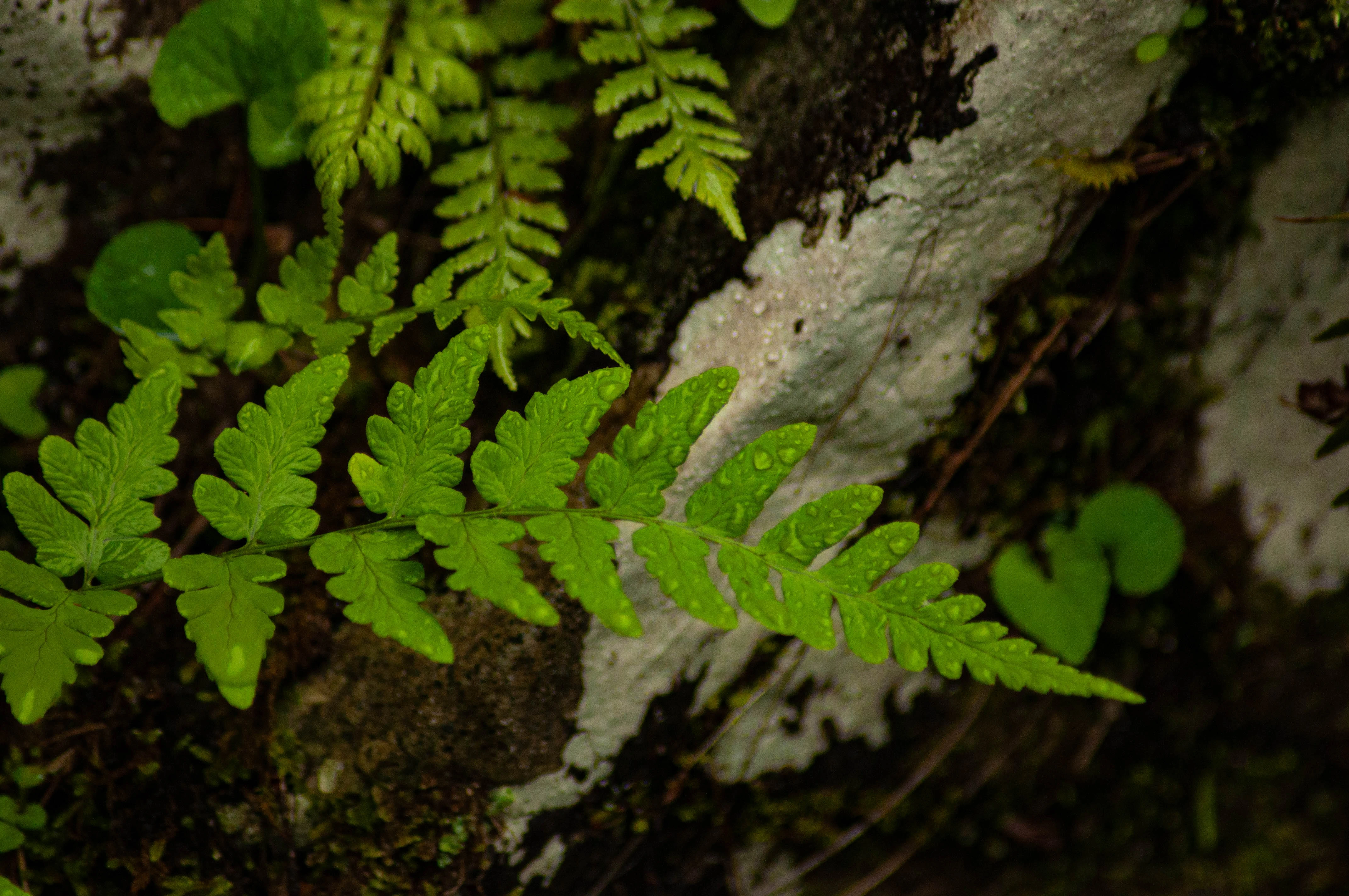 Green landscape background